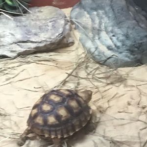 Meet your Posher, Jayden